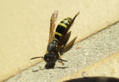 Eumeninae