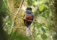 Trogon surrucura