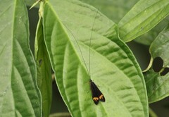 Centromacronema auripenne