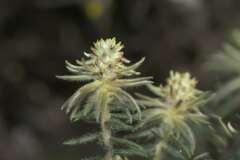 Phylica plumosa