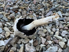 Coprinopsis romagnesiana