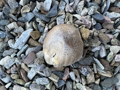 Coprinopsis romagnesiana