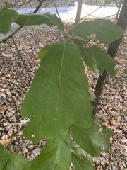 Quercus marilandica