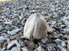 Coprinopsis romagnesiana
