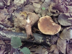 Lactarius rubrocinctus