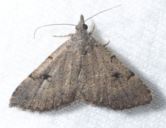 Nychioptera noctuidalis