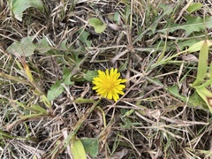 Taraxacum officinale