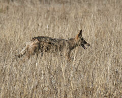 Lupulella mesomelas mesomelas