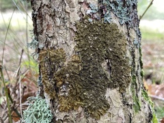 Melanelixia glabratula