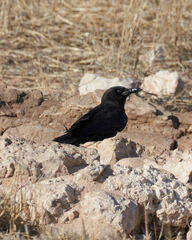 Corvus capensis