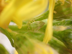 Taylorilygus apicalis