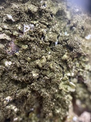 Melanelixia glabratula