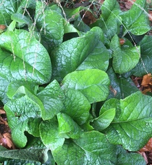 Ajuga reptans