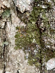 Melanelixia glabratula