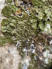 Melanelixia glabratula