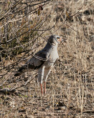 Melierax canorus argentior