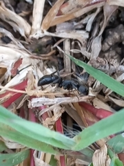 Bothroponera sulcata