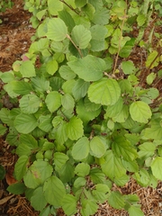 Fothergilla gardenii