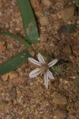 Trachyandra hispida