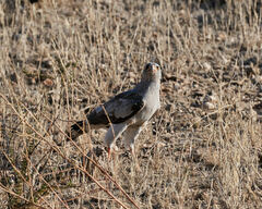 Melierax canorus argentior