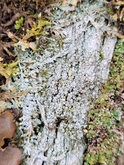 Pertusaria superiana