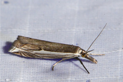Raphiptera argillaceellus