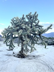 Cylindropuntia