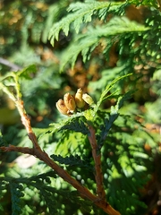 Thuja occidentalis