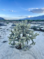 Cylindropuntia