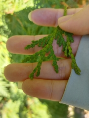 Thuja occidentalis