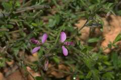 Polygala affinis
