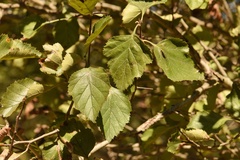 Crataegus invisa