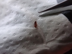 Siphonaptera