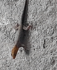 Gonatodes albogularis