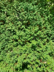 Thuja occidentalis