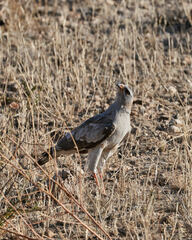 Melierax canorus argentior