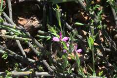 Polygala affinis