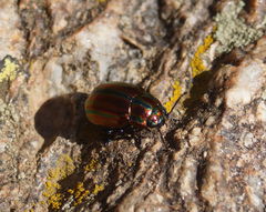 Chrysolina cerealis
