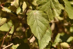 Crataegus invisa