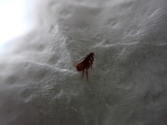 Siphonaptera