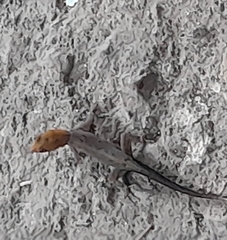 Gonatodes albogularis