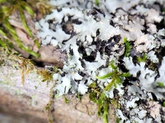 Phaeophyscia hispidula