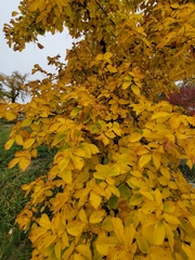 Ulmus americana