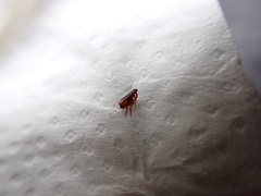 Siphonaptera