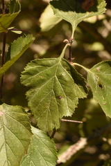 Crataegus invisa