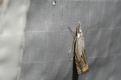 Crambus albellus