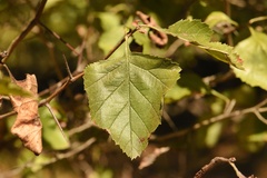 Crataegus invisa