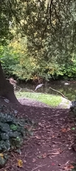 Ardea cinerea