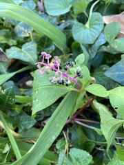 Phytolacca americana