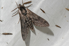 Sphinx poecila